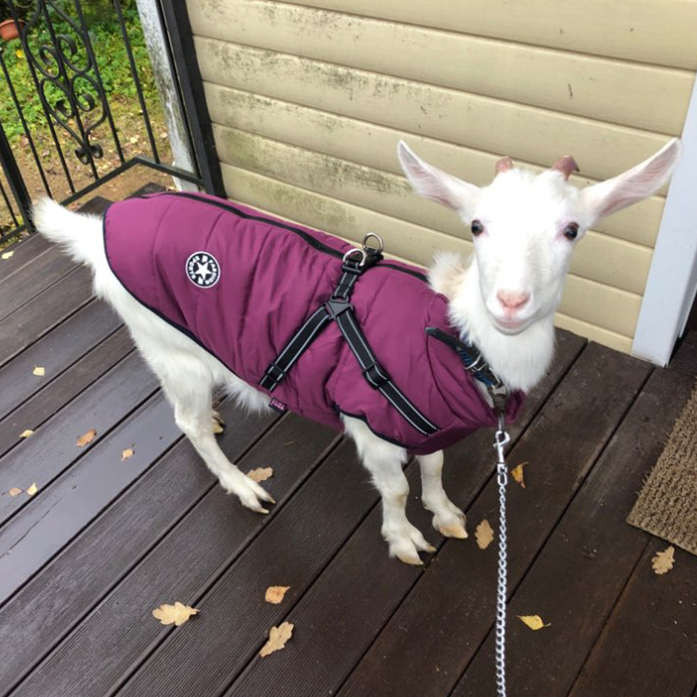 Waterproof Dog Coat with Harness — 7 Colors, Sizes XS–4XL