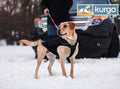 Abrigo impermeable para perros North Country con luz LED de seguridad