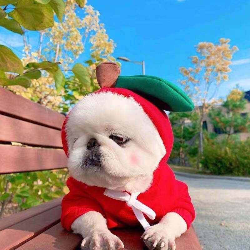 Sudadera con capucha para perro «Cute Fruit» — 7 estilos, tallas XS–2XL