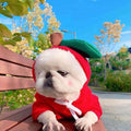 Sudadera con capucha para perro «Cute Fruit» — 7 estilos, tallas XS–2XL