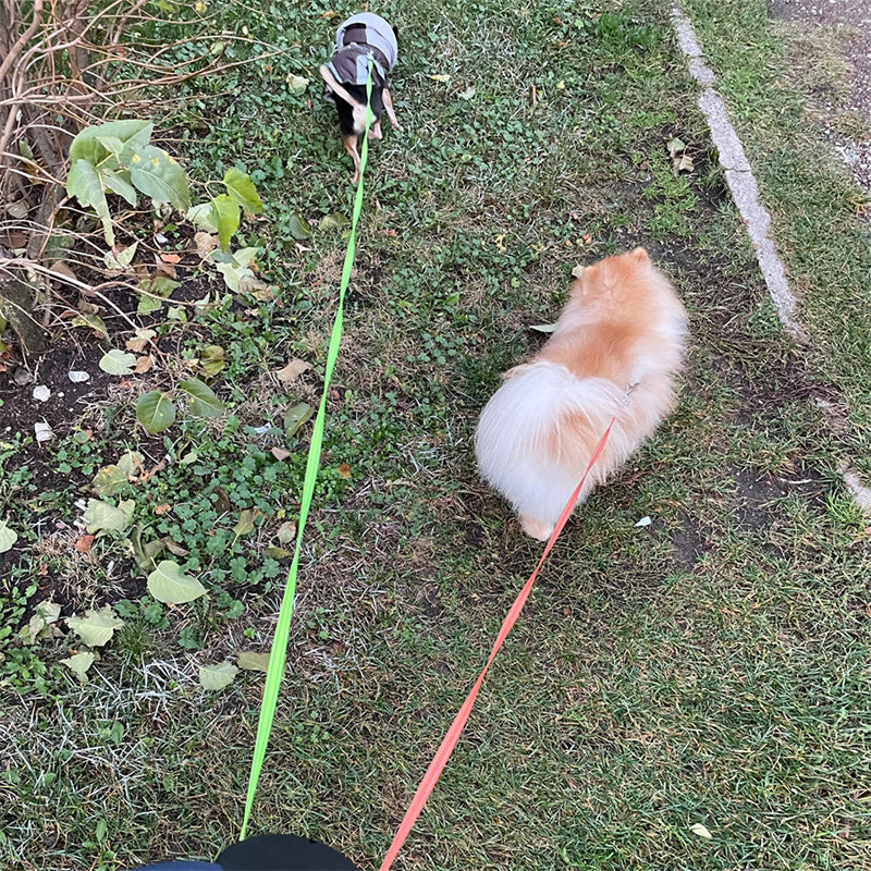 Dual Retractable Dog Leash with LED Flashlight — Walk 2 Dogs