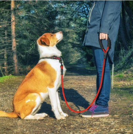 Reflective Dog Leash with Foam Handle — Single & Set Options
